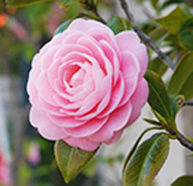 季節の花