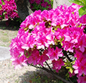 季節の花