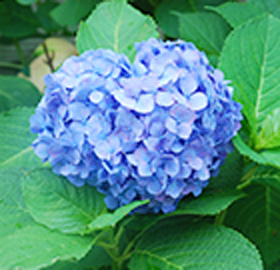 季節の花