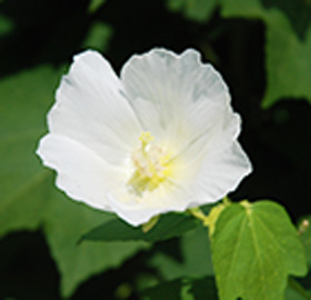季節の花