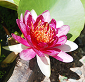 季節の花