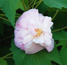 季節の花