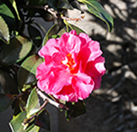 季節の花