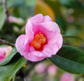 季節の花