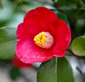 季節の花