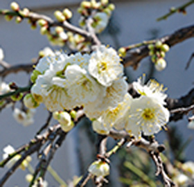 季節の花