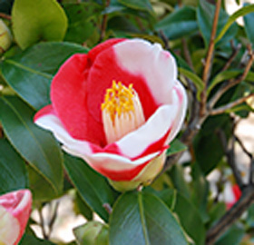 季節の花