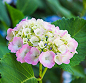 季節の花