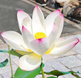 季節の花