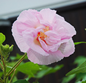 季節の花