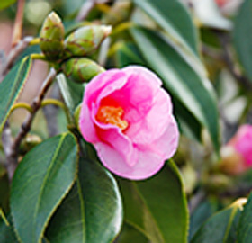 季節の花