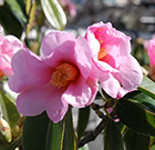 季節の花