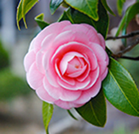 季節の花