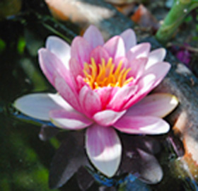 季節の花
