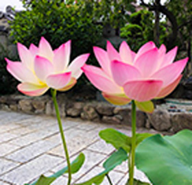 季節の花