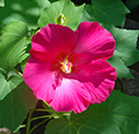 季節の花