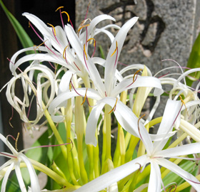 季節の花