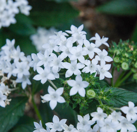 季節の花