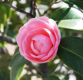 季節の花