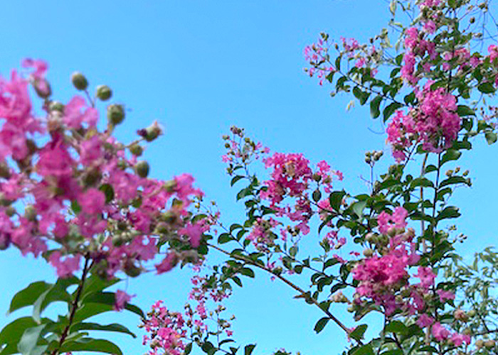 季節の花