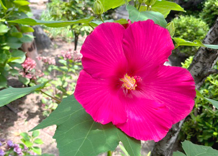 季節の花